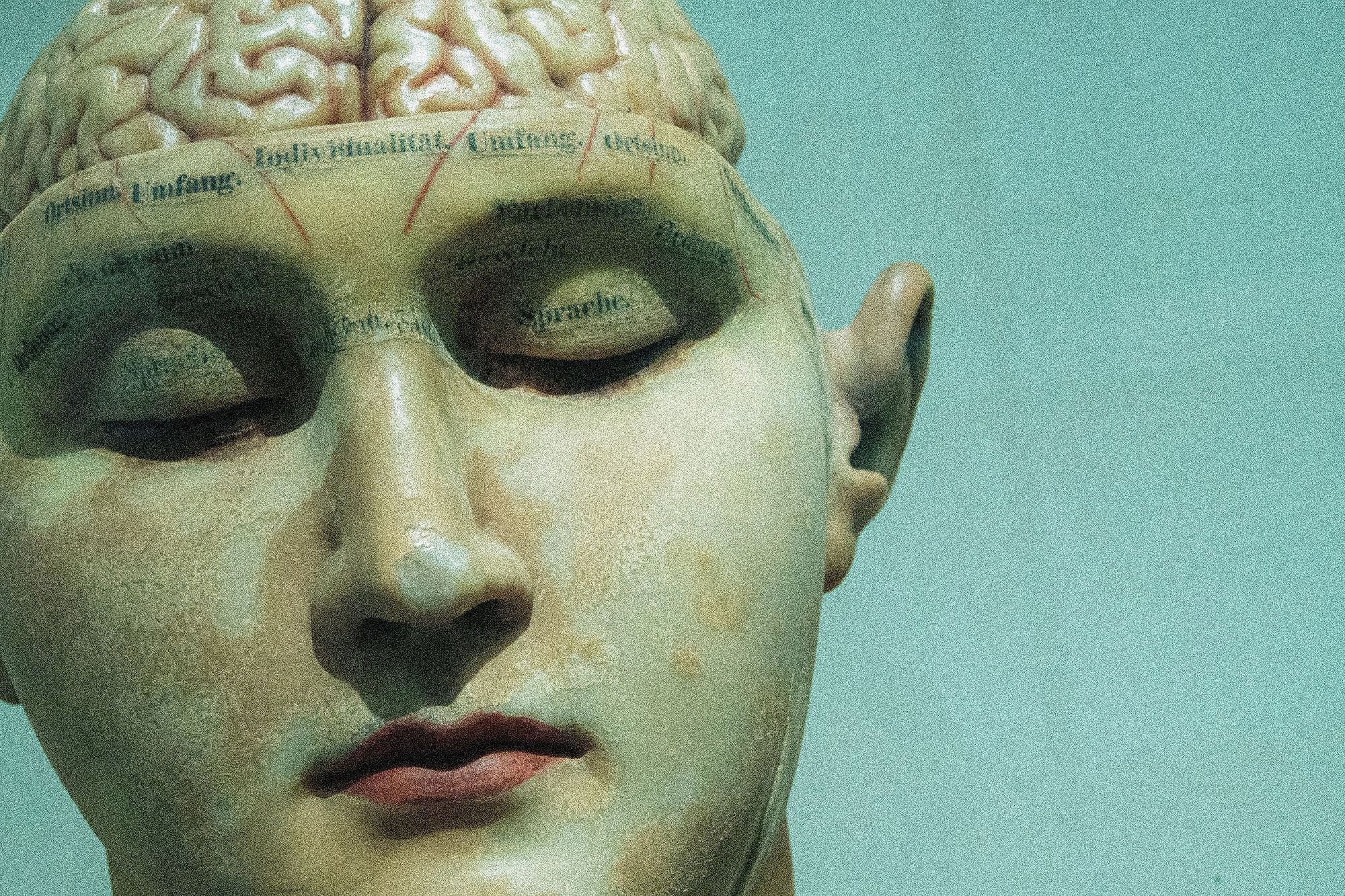 Phrenology head model representing thought and cognition